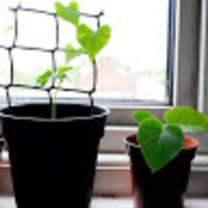 Meet your Posher, Justin